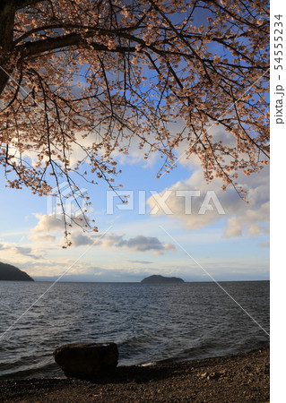 海津大崎の桜と遠景に竹生島 二本松キャンプ水泳場 日本のさくら名所百選 琵琶湖八景 の写真素材