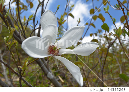 タムシバの花 タムシバの花 54555263