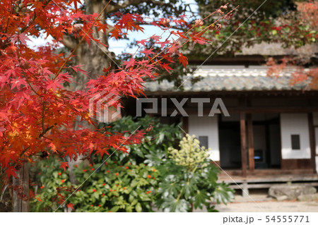 秋の紅葉 54555771