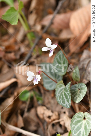 フモトスミレ フモトスミレ 54556052