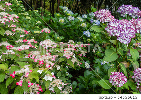 信濃あじさい寺:弘長寺 松本市 信濃あじさい寺:弘長寺 松本市 54556615