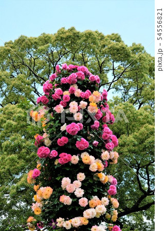 薔薇の塔 54556821