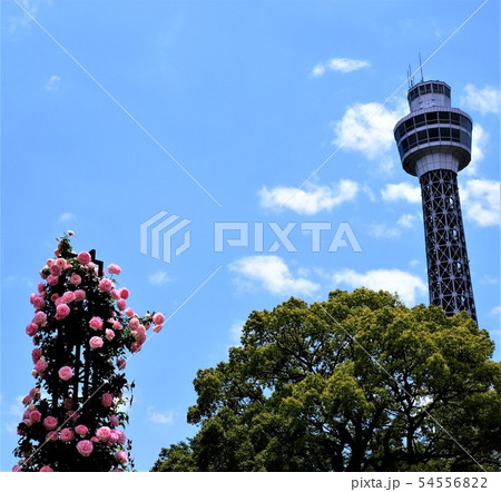 薔薇の塔とマリンタワー 薔薇の塔とマリンタワー 54556822