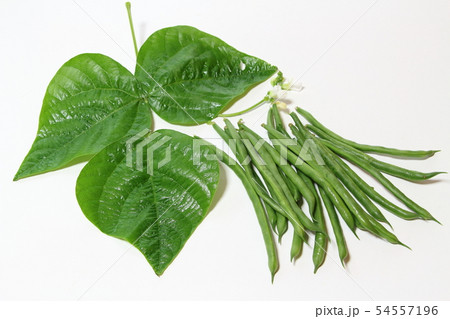 いんげん 54557196