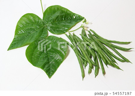 いんげん 54557197