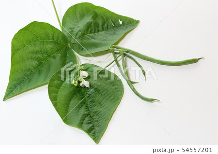 いんげん 54557201