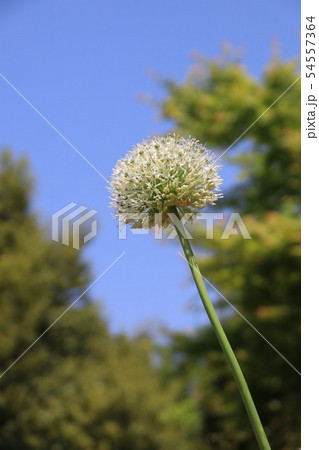 アリウムの花 54557364