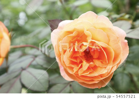 オレンジの花見つけた 54557521