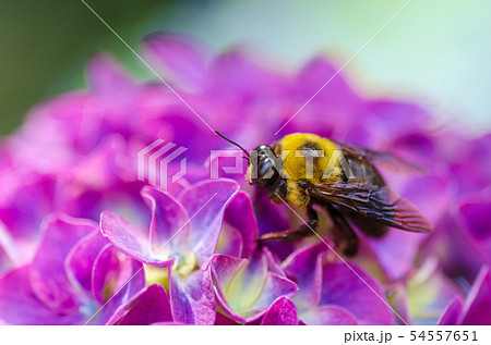 紫陽花とクマバチ 54557651