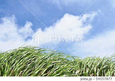 風で揺れる草と青い空（函岳山頂） 54557877