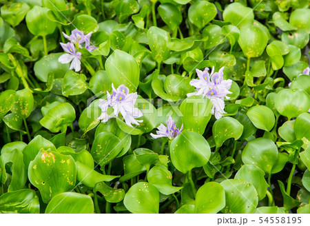 water hyacinth in the river 54558195