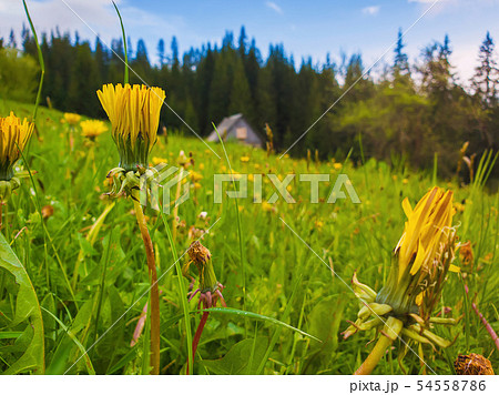Close up of yellow dandelion flowers on the field Close up of yellow dandelion flowers on the field 54558786