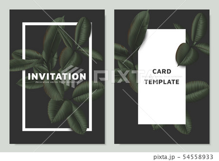 Dark matte green Ficus Elastica leaves  54558933