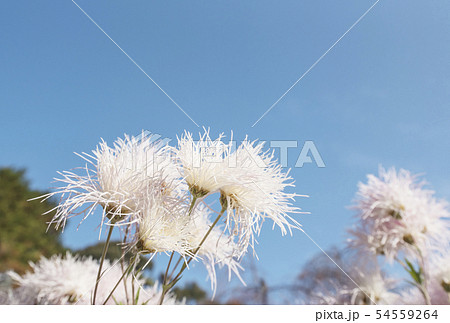 嵯峨菊　京都嵯峨野　秋の京都観光　古典菊　イメージ素材 54559264