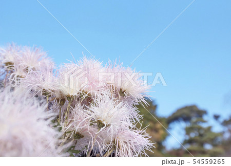 嵯峨菊 京都嵯峨野 秋の京都観光 古典菊 イメージ素材の写真素材