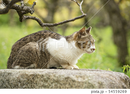 二毛猫 日本ねこの写真素材