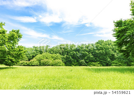 新緑と青空の広がる風景 54559621