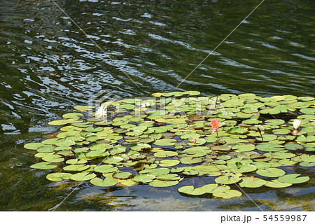 武漢、黄鶴楼の蓮 54559987