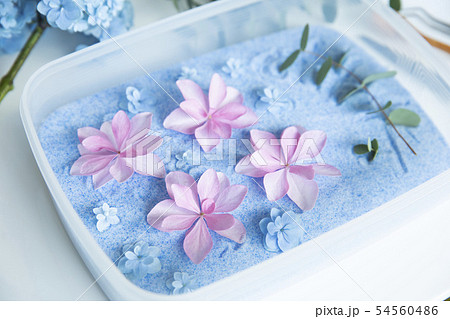 ドライフラワー　 54560486