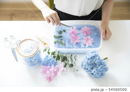 ドライフラワー ドライフラワー 54560500