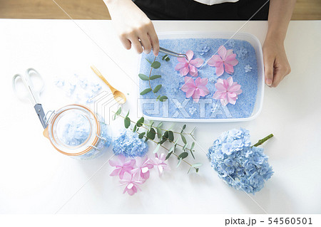 ドライフラワー 54560501