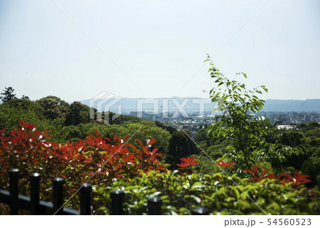 京都　清水寺 54560523
