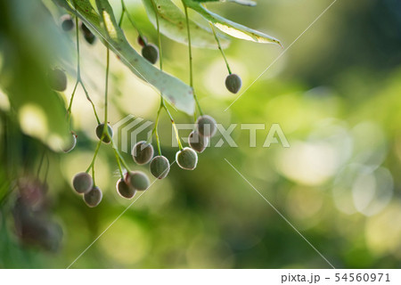 Close up unripe fruit of Linden tree Close up unripe fruit of Linden tree 54560971