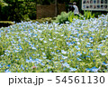 ネモフィラ3 54561130