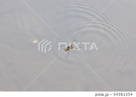 アメンボ アメンボ 54561354