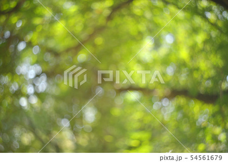 green bokeh from tree green bokeh from tree 54561679