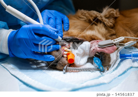 A vet surgeon brushes his dog's teeth under A vet surgeon brushes his dog's teeth under 54561837