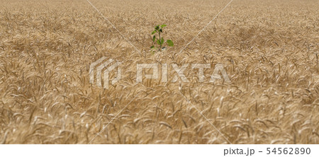 Background of ripe golden ears of cereals, Background of ripe golden ears of cereals, 54562890
