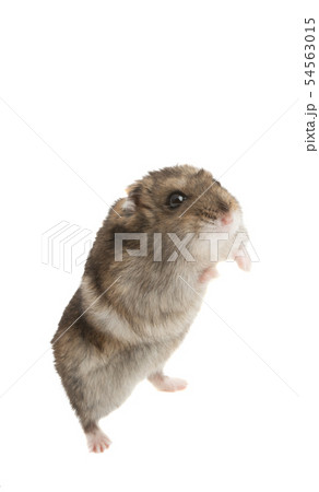 hamster isolated hamster isolated 54563015