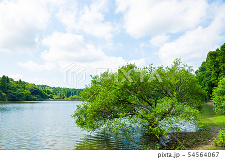 雄蛇ヶ池 おじゃがいけ 初夏の新緑風景 （千葉県東金市） 2019年6月撮影 54564067