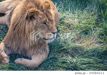 Lion lies on the green grass. Close-up 54564211