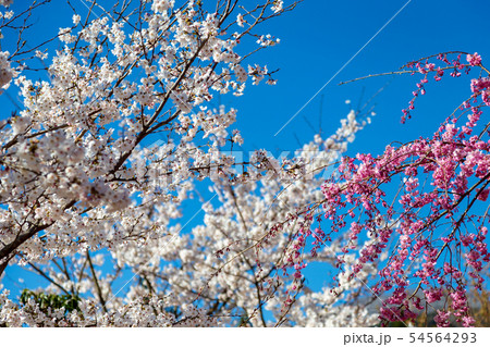 桜　(4月　春　快晴) 54564293