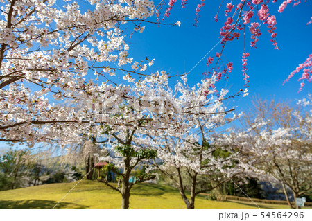 桜　(4月　春　快晴) 54564296