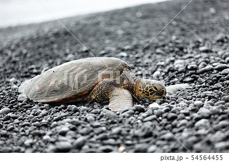 Turtle - Hawaiian sea turtles resting on beach 54564455