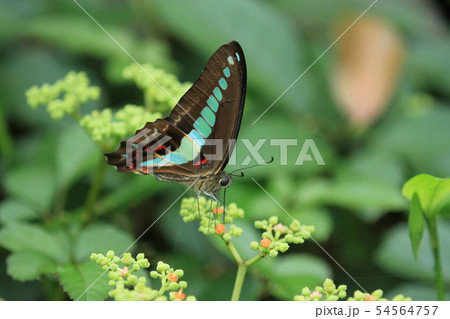 アオスジアゲハが盛んに飛び回っていた。 54564757