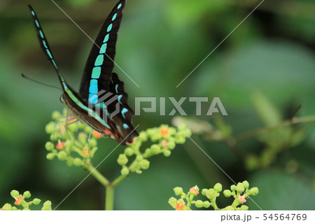 アオスジアゲハがいた。 54564769