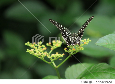 アゲハ蝶が飛び回っていた。 54564928