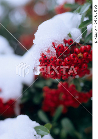 雪とピラカンサスの実 54565095
