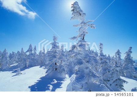 樹氷の行進・志賀高原・横手山 54565101