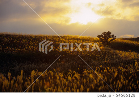 夕照のススキ野原 54565129