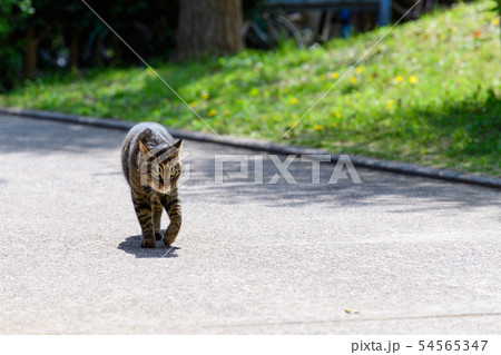 散歩するキジトラ猫 散歩するキジトラ猫 54565347
