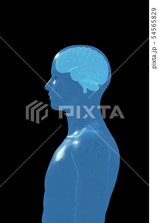 脳, 人の頭脳, ブレイン 54565829