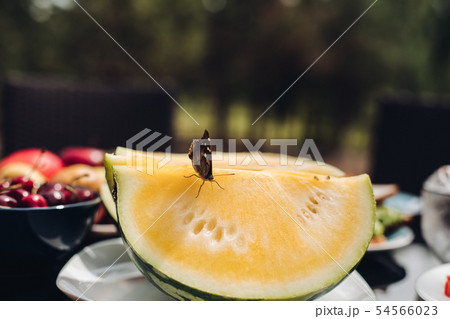 Selective focus of butterfly on yellow sweet melon Selective focus of butterfly on yellow sweet melon 54566023