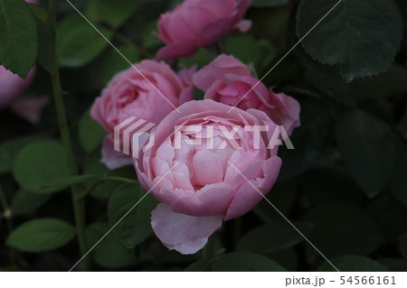 花びらいっぱいのピンクのイングリッシュローズ 54566161