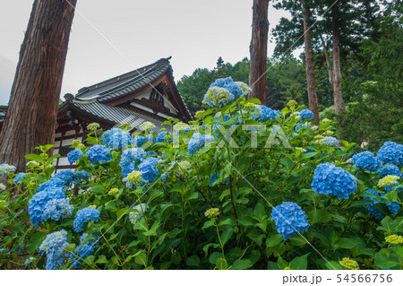 信濃あじさい寺：弘長寺　　　　　松本市 54566756