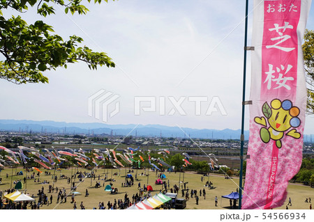 おおた芝桜まつり 群馬　太田　芝桜　シバザクラ　八王子山公園　太田市北部運動公園 54566934